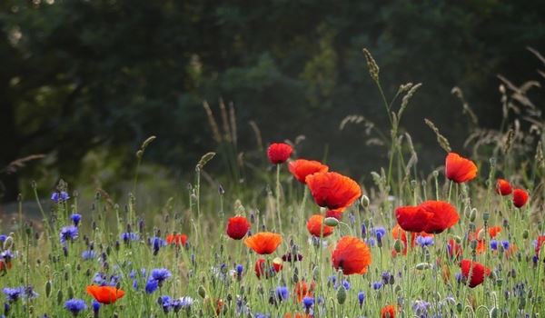 a poppy field