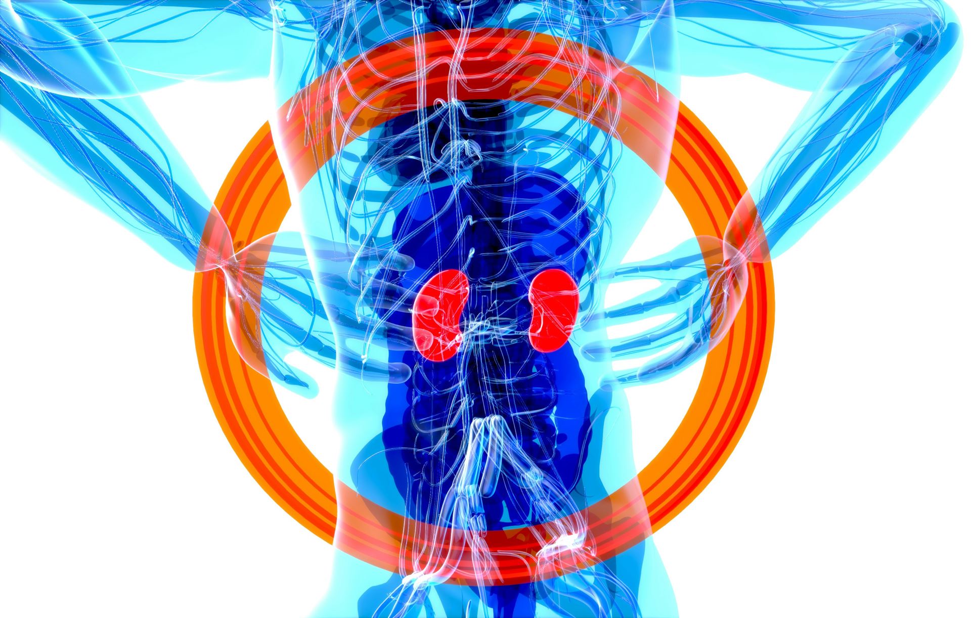 representation of kidneys in a human body