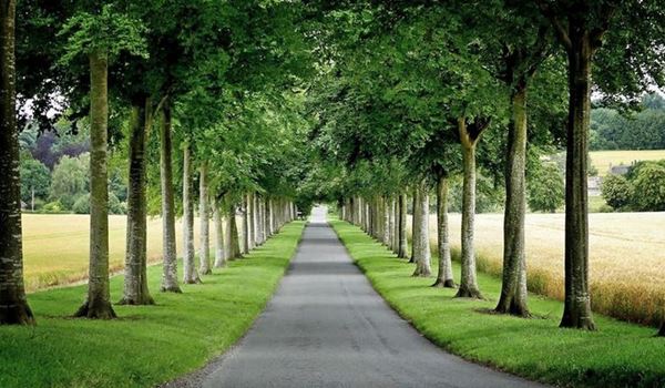 Tree lined drive