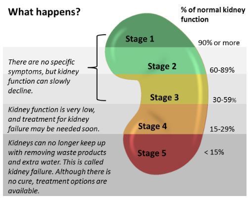 A kidney shape coloured from green at the top top red on the bottom to depict the stages of kidney function 