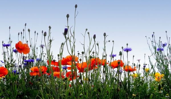 Wildflowers